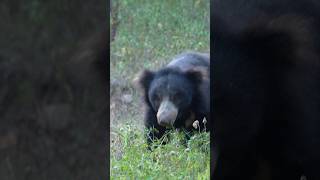 Sloth bear slow motion ranthamborenationalpark tadobanationalpark [upl. by Ludovika]