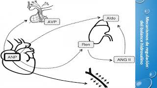 FISIOPATOLOGIA DE LOS DESEQUILIBRIOS HIDROELECTROLITICOS PARTE 1 [upl. by Hammel]