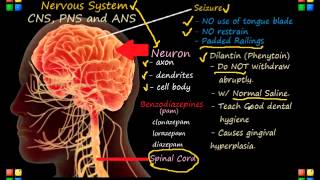 NCLEX Review Neurological System [upl. by Ocirederf]