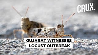 Locust Invasion Threatens Farmers in Gujarat [upl. by Binni592]