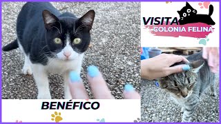 VISITAMOS UNA COLONIA FELINA 😻 BENÉFICO 🥰 GATOS CALLEJEROS  NO ASMR [upl. by Aurelia]