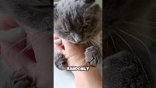 Cat bites his owner and then realize what hes done🙀 [upl. by Scrivings]