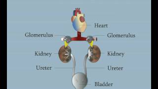 Normal Kidney Function [upl. by Lamonica137]