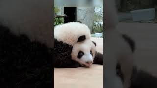 都爱听的熊猫奶声奶气的叫声 panda pandacub funny giantpanda cute pandachina animals chinapanda zoo パンダ [upl. by Comfort]