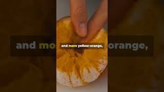 Tangerine vs Orange Whats the Difference by Darwins Workspace fruity [upl. by Tedmann]