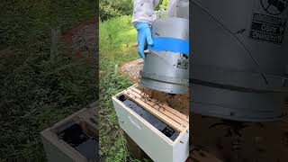 Dumping a Swarm of Honeybees from Bee Vacuum to Beehive shorts [upl. by Hagar]