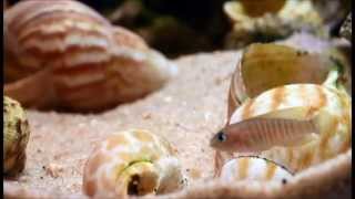 Neollamprologus multifasciatus Up Close and Personal [upl. by Sibyl]