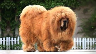 Tibetan Mastiff 🐶 The King of Fluffy Giants [upl. by Elena695]