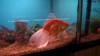 Sony HDRCX350V Test at Harps Exotic Fish amp Pets Extra Large Fantail Goldfish [upl. by Hortensia164]