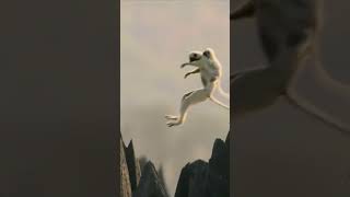 Monkey jumping one place to another animals viralvideo viralshorts shorts short reels shots [upl. by Pros]