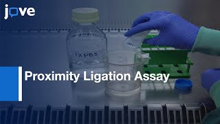 Proximity Ligation Assay to Visualize Proteins produced by DNA Damage  Protocol Preview [upl. by Ilak]