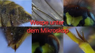 Wespe unter dem Mikroskop  300  600 fache Vergrößerung Fühler Kopf Stachel Flügel Augen [upl. by Savitt]