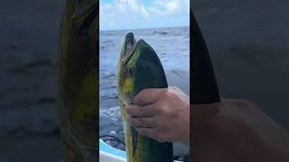 Offshore Fishing Belize fishing belize mahi dorado cayecaulker ambergriscaye [upl. by Hite]