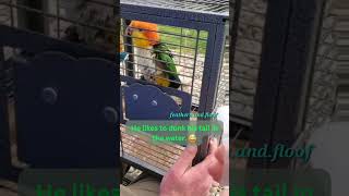 Two ways Caique Parrots bathe funny cuteanimals [upl. by Aohsoj]