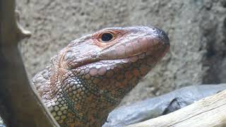 Caiman Lizard Rainforest of the Americas LA Zoo Los Angeles CA USA Sept 5 2024 Summer 105 Degrees [upl. by Soni]