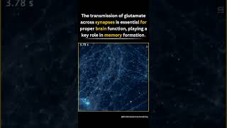 Boost Your Brainpower The Secrets of Glutamate for Sharp Memory and Peak Cognitive Function [upl. by Talbot]