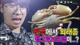 quot외래종 맹그로브크랩quot을 낙동강에서 잡았습니다 진짜x99 대박 정브르 뉴트리아붉은귀거북 채집 [upl. by Vachell]