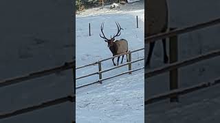 Winter bull elk in Montana [upl. by Ettessil]