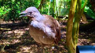 The Amazing Lyrebird The Best Songbird  طائرالقثارة أفضل طائر مغرد [upl. by Marybelle]