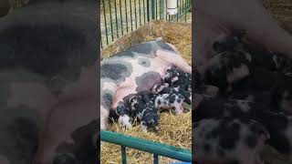 piglets nursing off momma pig [upl. by Aivun]