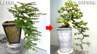 This is how I style a bonsai tree in a waterfall shape suitable for beginners [upl. by Jamima]