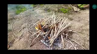 how to catch the noisy birds that wake me up at river side with wooden slingshot😂 [upl. by Ekul]