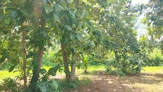 2 acr 8 gunta agriculture form land for sale [upl. by Amjan115]