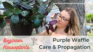 How to Propagate Purple Waffle Plant  Strobilanthes alternata Care amp Repotting [upl. by Ahsilyt707]