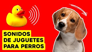 Sonidos de Juguetes para Perros Dog Squeaky Toy [upl. by Ettenyl]