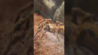 Most Deadliest Spiders in the World deadliestspiders shorts short [upl. by Charbonneau]