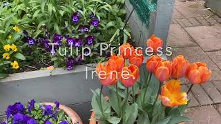 Open Gardens and Flower Festival 2022 SD 480p [upl. by Eitac]