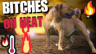 Real Boerboels  Recognizing Heat Signs in Dogs  A Comprehensive Guide [upl. by Deeanne]