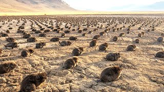 What Happened to the Desert in the US When They Put Thousands of Beavers There [upl. by Labanna]