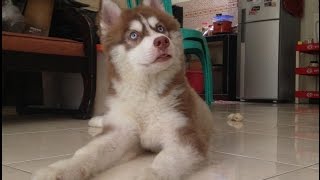 Husky Puppy Crying and Howling [upl. by Clint]