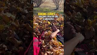 Raking leaves 🍂 beckyvlogs rakingleaves fall november family [upl. by Miko]