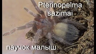 Подарочек от паучка  Pterinopelma sazimai птеринопельма сазимаи [upl. by Valencia]