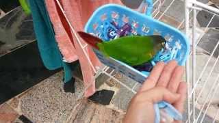 Yo Yo  Green Cheek Conure Playing Give Me a Peg [upl. by Ykcor]