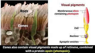 Photochemistry of Retinal visual Pigments [upl. by Evey]