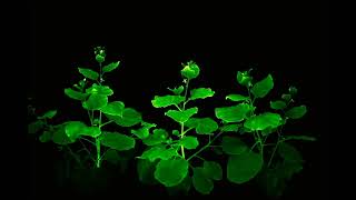 Light Bio — our first glowing plants [upl. by Osrock]