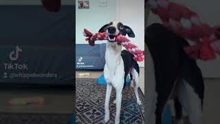 Whippet Training Hold amp Backup [upl. by Nana]