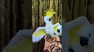 Parrot short video Parrot talkinghashirvlogs petbird parrot [upl. by Alegnat]