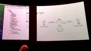 Glycolysis 2  Kevin Aherns BB 450 Lecture 23 2016 [upl. by Namrak]