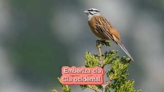 O canto da Cia ocidental  Emberiza cia [upl. by Sinnelg]