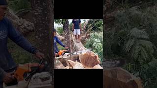 Stihl Ms 881 chainsaw 😱😱 shortsfeed trending [upl. by Giess]