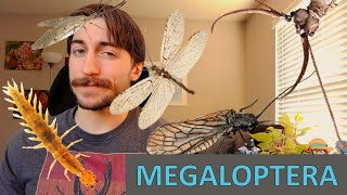 Megaloptera Dobson Alder and Fishflies  Order Spotlight [upl. by Margareta]