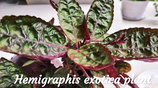 Hemigraphis exotica plant  Purple Waffle Plant Care  Malayalam [upl. by Eerej]