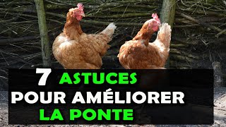 AVICULTURE Voici 7 astuces pour améliorer la ponte chez les poules pondeuses Elevage de Poulet [upl. by Seldan]