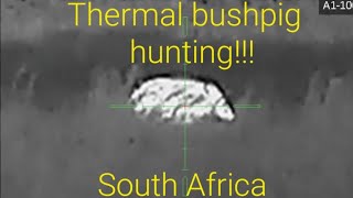 Thermal bushpig hunting [upl. by Valli]