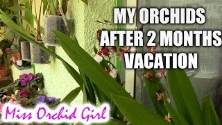 My Orchids after 2 months of vacation  how I kept them watered [upl. by Herwick867]