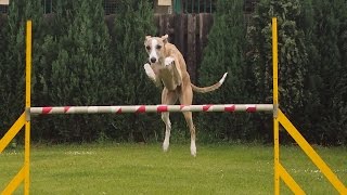 245 Agility with whippets [upl. by Peih]